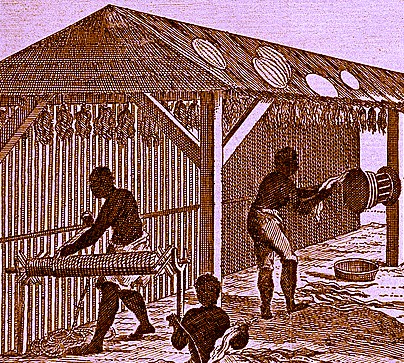 Tobacco Leaves Being Twisted